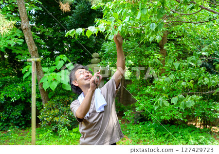 A man looking up in the trees as he prepares for pruning. A gardener at work in early summer. 127429723