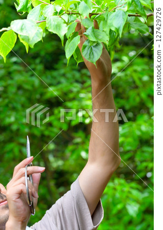A snapshot of a man pruning a tree, his arm outstretched, aiming scissors at a branch in a moment of concentration. 127429726