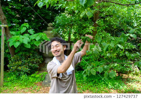 A man pruning a garden tree is concentrating on his work with a gentle smile on his face. A summer scene of a gardener working A man pruning a garden tree is concentrating on his work with a gentle smile on his face. A summer scene of a gardener working 127429737