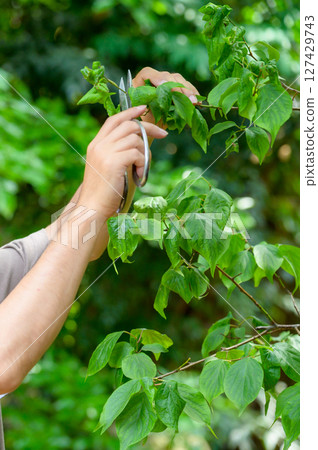 A professional scene from a man carefully trimming branches with pruning shears in a lush garden. A professional scene from a man carefully trimming branches with pruning shears in a lush garden. 127429743