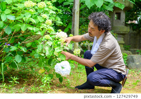 一個夏季工作場景,一個蹲著的男人伸出手到繡球花的底部,檢查花朵的生長情況。 一個夏季工作場景,一個蹲著的男人伸出手到繡球花的底部,檢查花朵的生長情況。 127429749
