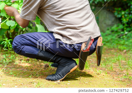 A man crouching on the ground tending hydrangeas shows his careful handiwork and posture from his waist and feet. A man crouching on the ground tending hydrangeas shows his careful handiwork and posture from his waist and feet. 127429752