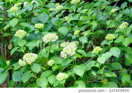 雨季期間花園中自然的初夏景色，繡球花在變藍之前盛開。 127429834