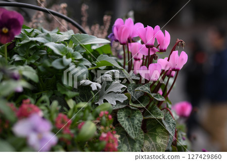 Cyclamen blooming in a flowerbed in the park 127429860