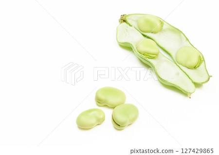 白色背景下從豆莢中取出的新鮮蠶豆 白色背景下從豆莢中取出的新鮮蠶豆 127429865