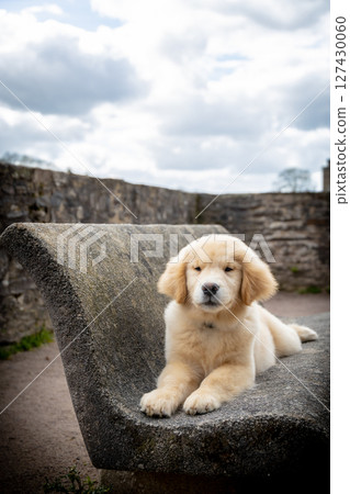 Red golden retriever puppy lies on a stone bench in the park 127430060