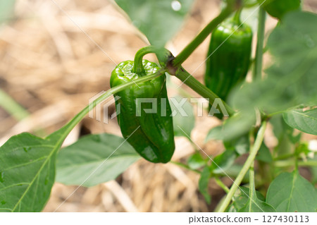 在領域的甜椒 127430113