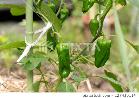在領域的甜椒 127430114