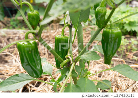 在領域的甜椒 127430115