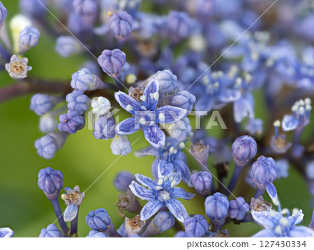A rain-soaked hydrangea flower 127430334