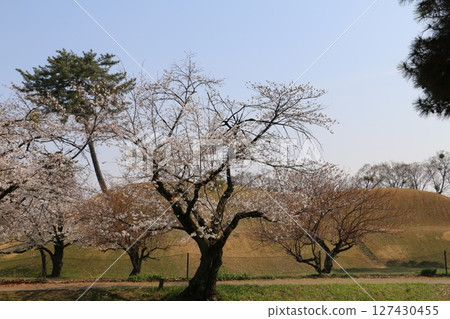 前橋市的賞櫻名所-大室公園 前橋市的賞櫻名所-大室公園 127430455