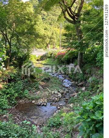 Hydrangea blooming brook 127431269