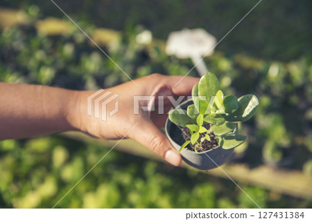 Eco green earth environment concept. Hand with growing tree on earth day with sunlight bokeh in morning. Save world energy protect by plant tree in soil and watering. Eco green earth environment concept. Hand with growing tree on earth day with sunlight bokeh in morning. Save world energy protect by plant tree in soil and watering. 127431384