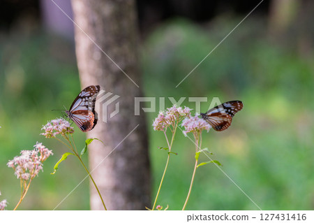 Photographing the pretty Fujibakama and the Monarch butterfly in Oharano, Nishikyo Ward, Kyoto City 127431416