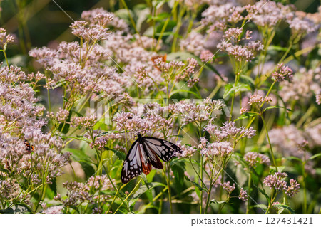 Photographing the pretty Fujibakama and the Monarch butterfly in Oharano, Nishikyo Ward, Kyoto City 127431421