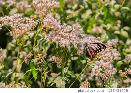 Photographing the pretty Fujibakama and the Monarch butterfly in Oharano, Nishikyo Ward, Kyoto City Photographing the pretty Fujibakama and the Monarch butterfly in Oharano, Nishikyo Ward, Kyoto City 127431456