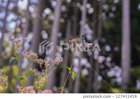 Photographing the pretty Fujibakama and the Monarch butterfly in Oharano, Nishikyo Ward, Kyoto City Photographing the pretty Fujibakama and the Monarch butterfly in Oharano, Nishikyo Ward, Kyoto City 127431459