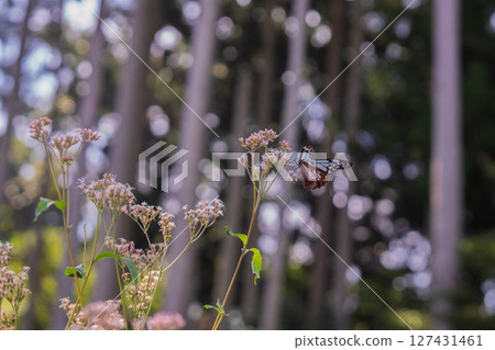 在京都市西京區大原野拍攝美麗的藤蟠和帝王蝶 127431461