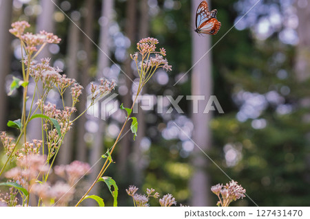 在京都市西京區大原野拍攝美麗的藤蟠和帝王蝶 127431470
