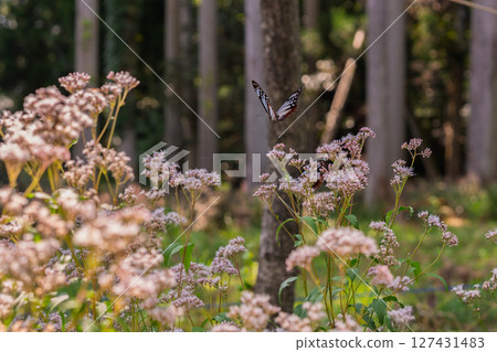 Photographing the pretty Fujibakama and the Monarch butterfly in Oharano, Nishikyo Ward, Kyoto City 127431483