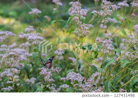 在京都市西京區大原野拍攝美麗的藤蟠和帝王蝶 127431498