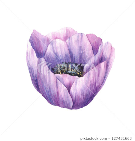 Violet flower. Anemone hand painted watercolor realistic illustration. Purple blooming buds, floral mauve element for invitations, greeting cards, wedding. Isolated from background botanical clipart  127431663