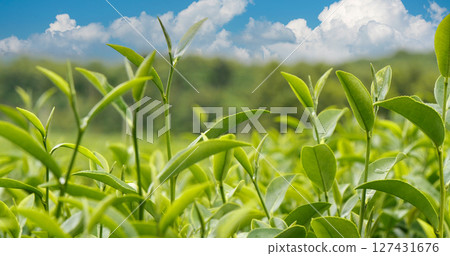 Green tea tree fresh leaves in eco herbal farm. Tree tea plantations in morning sun light. Freshness herbal natural garden farmland. Drinking organic relax heath plant. Green tea tree in farm 127431676