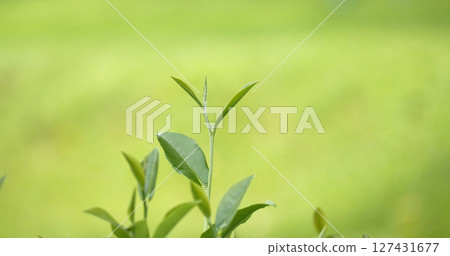 Green tea tree leaves field young tender bud herbal Green tea tree in camellia sinensis organic farm. Close up Fresh Tree tea plantations mountain green nature in herbal farm plant background morning 127431677