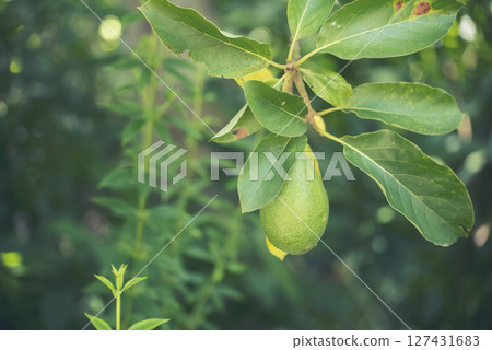 Avocado tree green plant healthy fruit farm. Smart farmer growing plant in eco green farm sustainable quality control. Avocado fruit Farm planting in eco Farmland biotechnology. Fruit organic farm 127431683