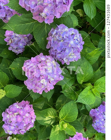 百合紫色繡球花 127431689