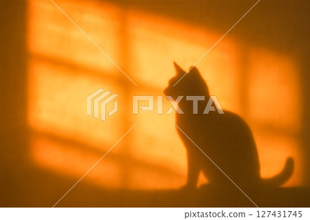 Shadow of domestic cat sitting in front of window, silhouetted by warm orange sunset light against wall in a room 127431745