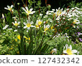 Many white flowers 127432342
