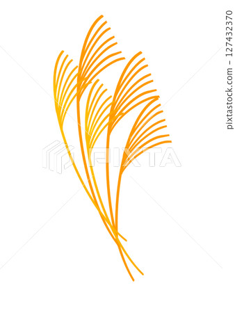 Bundle of Japanese silver grass 127432370