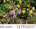 Lots of pink, yellow and purple flowers 127432417