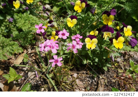 Lots of pink, yellow and purple flowers Lots of pink, yellow and purple flowers 127432417