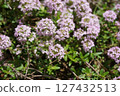 Lots of pink flowers 127432513