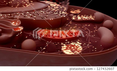 cell_mithocondria_clay cell_mithocondria_clay 127432607
