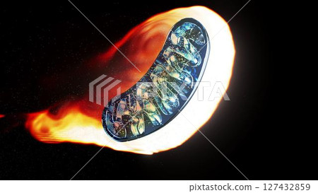 mito_fire mito_fire 127432859