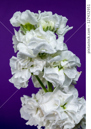 White Matthiola Blooms Against a Rich Purple Backdrop 127432951