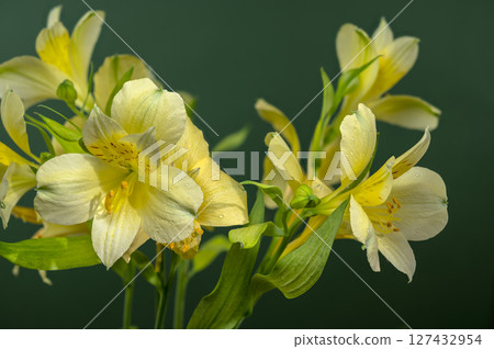 Soft Yellow Alstroemeria Flowers on a Deep Green Background Soft Yellow Alstroemeria Flowers on a Deep Green Background 127432954