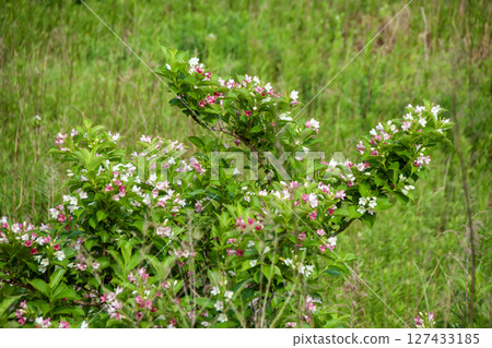 Hakone Deutzia 127433185