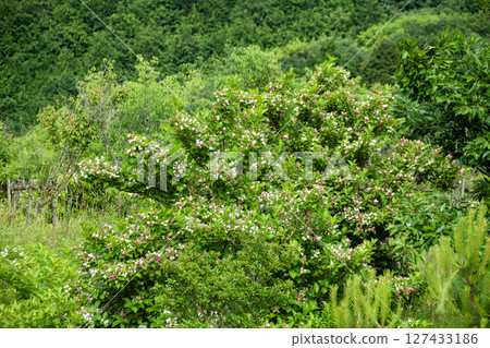 箱根溲疏 127433186