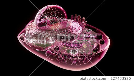 cell_mithocondria_pink 127433520