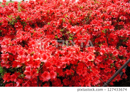 鮮紅色的久留米杜鵑花 127433674