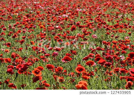 Poppy field with morning dew on the banks of the Arakawa River in Konosu City Poppy field with morning dew on the banks of the Arakawa River in Konosu City 127433905