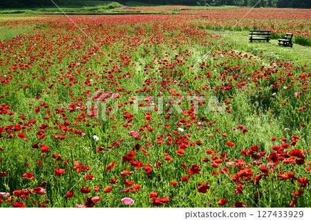 Poppy field with morning dew on the banks of the Arakawa River in Konosu City Poppy field with morning dew on the banks of the Arakawa River in Konosu City 127433929