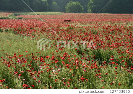 Poppy field with morning dew on the banks of the Arakawa River in Konosu City Poppy field with morning dew on the banks of the Arakawa River in Konosu City 127433930