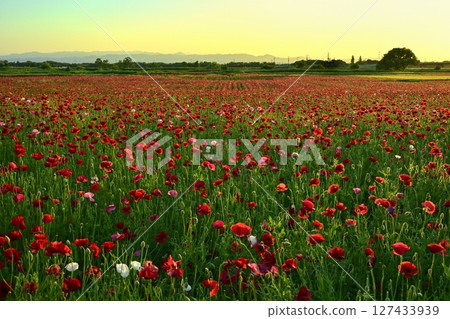 鴻巢市荒川沿岸的罌粟花田的黃昏 127433939