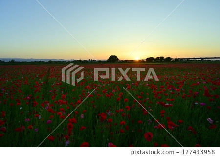 Sunset on the banks of the Arakawa River in Konosu City, poppy fields and Onari Bridge Sunset on the banks of the Arakawa River in Konosu City, poppy fields and Onari Bridge 127433958