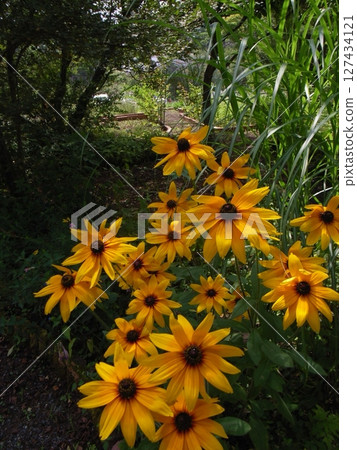 Yellow flower 127434121